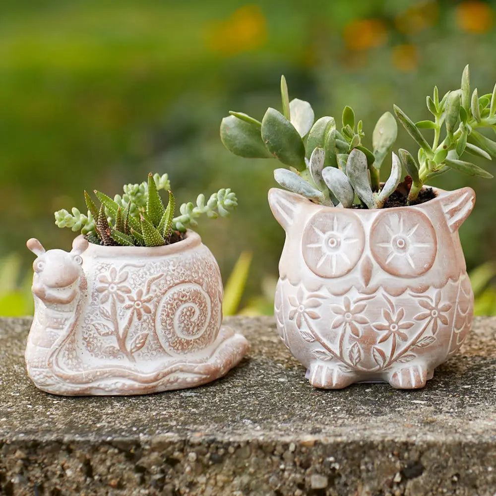 Who's Who Owl Terracotta Planter