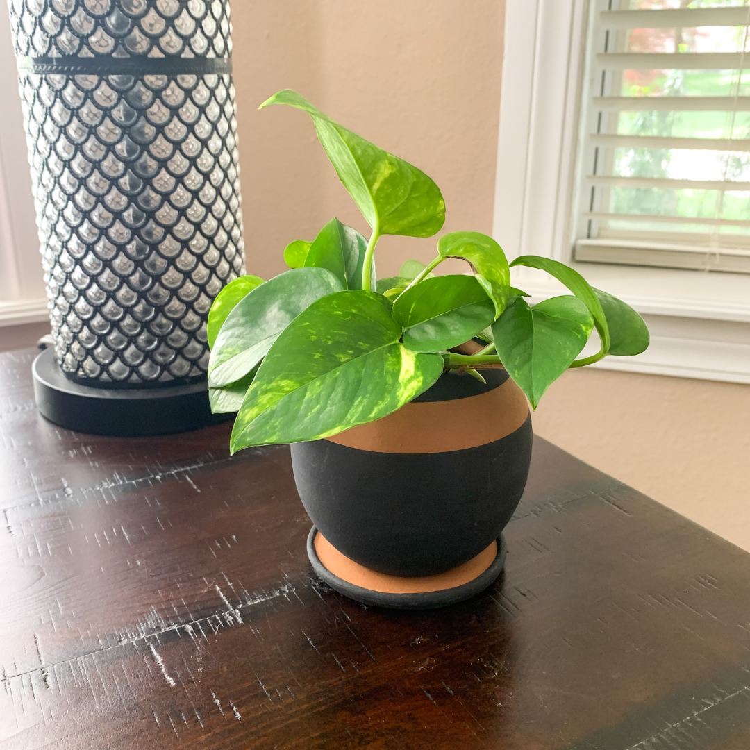 "Be Round" Small ceramic planter w/drainage plate - Black/Terracotta