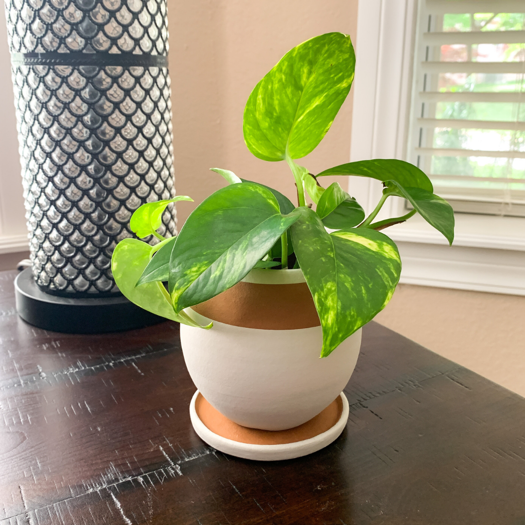 "Be Round" Small ceramic planter w/drainage plate - Gray Sand/Terracotta